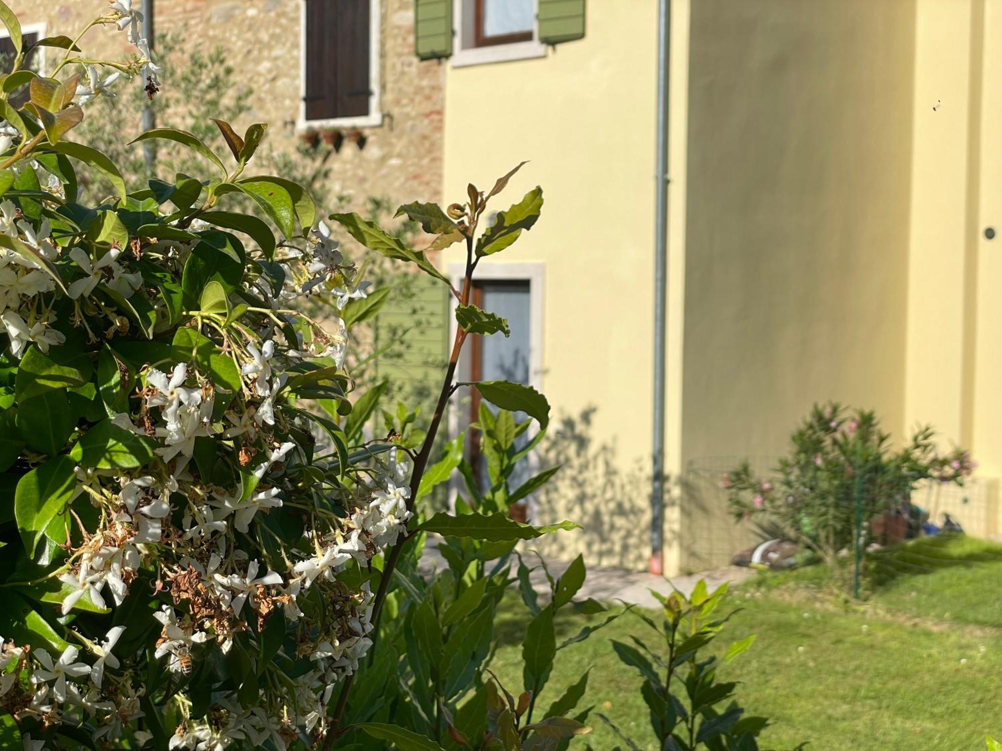 Casa Carlotte - Lago Di Garda Lazise Eksteriør billede